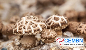 Mushroom project which holds 240 million CNY of fund brings about new hopes