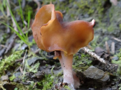 Ciuperca rară reapare în Țările de Jos după 29 de ani