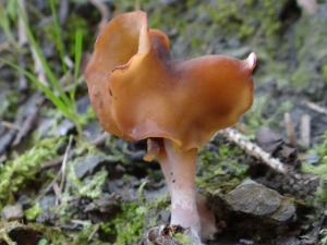 Un champignon rare fait sa réapparition aux Pays-Bas après les années 29