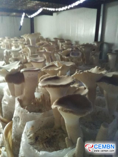 새로운 버섯 종류 : Big Clitocybe 버섯의 시험 작물이 성공했습니다.