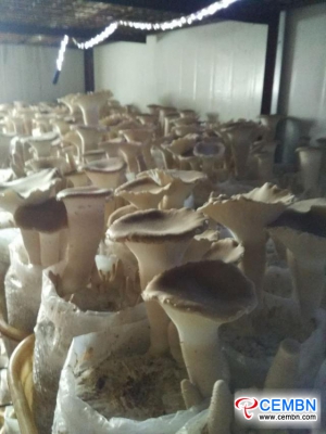 Nowa odmiana grzybów: Próbne przycinanie Big Clitocybe mushroom się udało