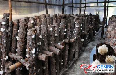 Pékin: les bûches coupées génèrent des champignons supérieurs