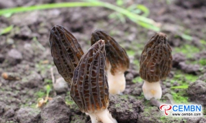 Od dzikiej uprawy po sztuczną uprawę, grzyby Morel otwierają bogate drzwi dla hodowców