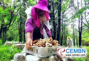 Agrocybe cylindracea cultivated under the forest FlLOURISH