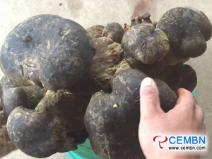 Riesen-Steinpilz wurde in Kaiyuan, Provinz Yunnan, gejagt