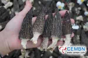 Morel mushrooms valuing 100,000 USD enter into Swiss market from Gansu Province, China