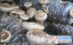 中国河南省西峡县：香菇产业繁荣