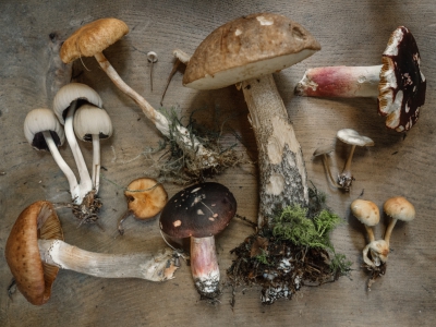 De paddenstoelencultuur zit diep in Slovenië