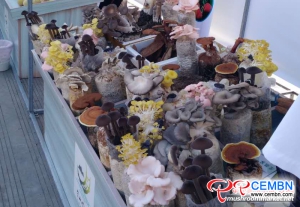 Oční bulvy cizinců přitahují různé houby
