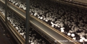 Виробник грибів у Саффолку та Норфолку налаштований на зростання після укладання угоди з великим роздрібним продавцем