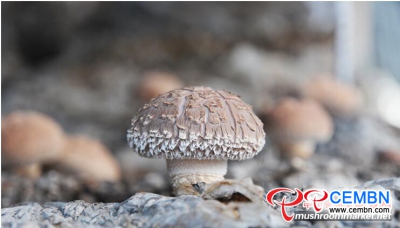 在枣树上种植的香菇蘑菇越来越受欢迎