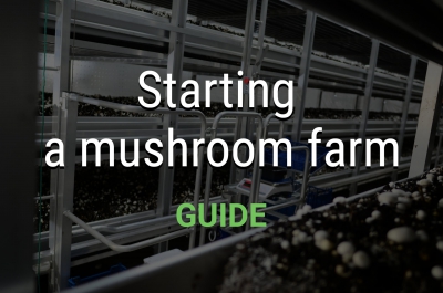 Bắt đầu một trang trại nấm – hướng dẫn cho người mới bắt đầu