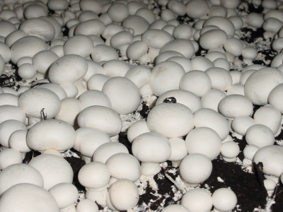 香菇发生：蘑菇在免疫营养和健康中发挥关键作用，报告总结