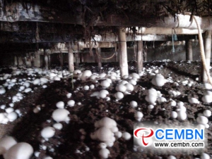 Three key points on winter mushroom production