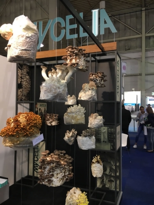 Dutch Mushroom Days 2019_9