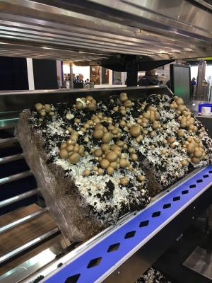 Голландські грибні дні 2019_30